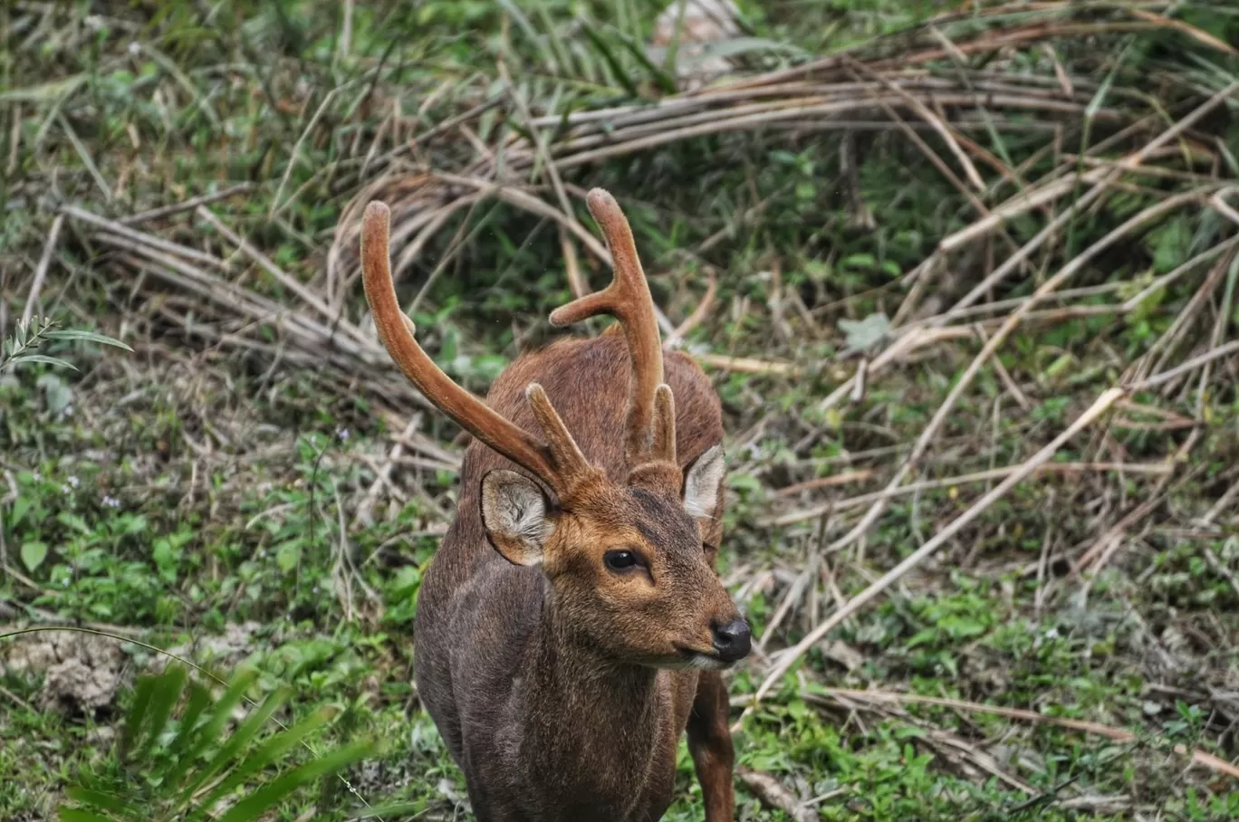 Photo of Kaziranga National Park By Sujoy Biswas