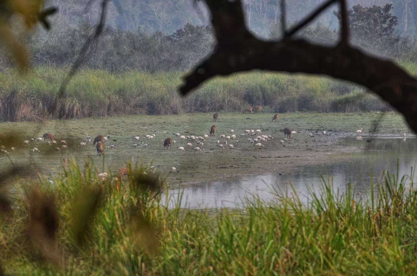 Photo of Kaziranga National Park By Sujoy Biswas