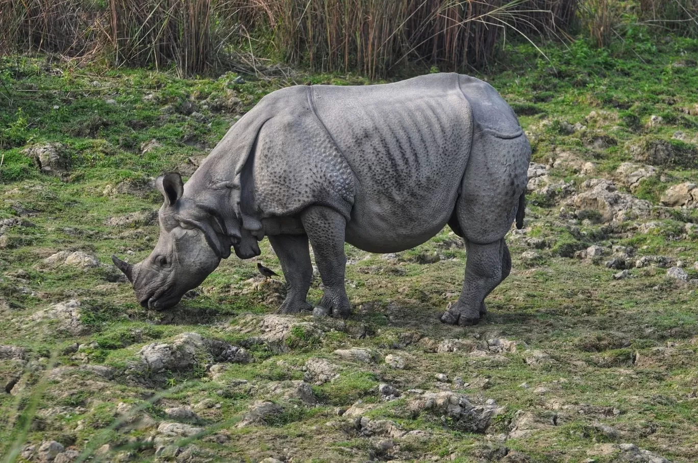 Photo of Kaziranga National Park By Sujoy Biswas