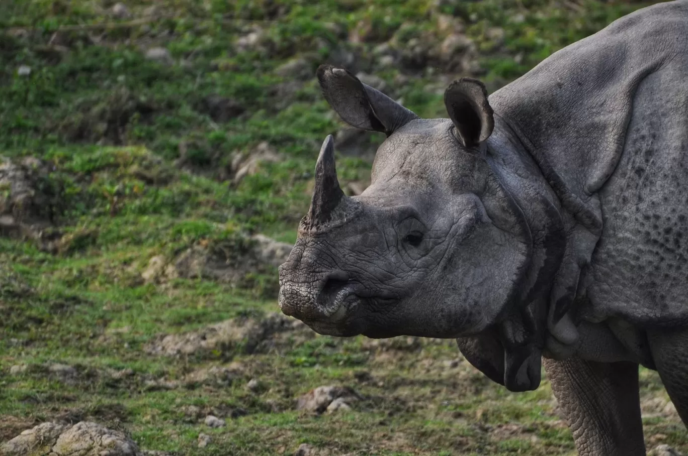 Photo of Kaziranga National Park By Sujoy Biswas