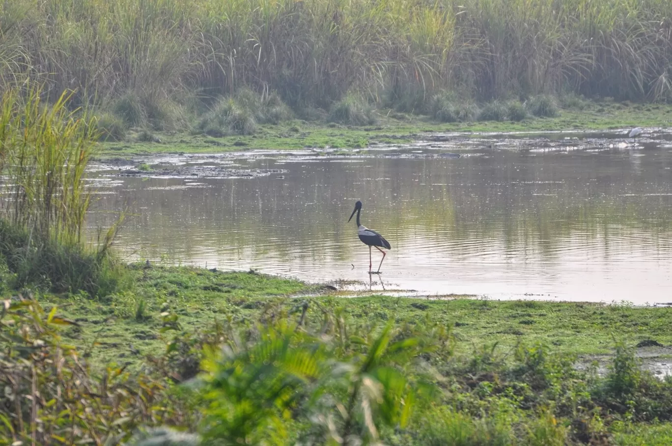 Photo of Kaziranga National Park By Sujoy Biswas
