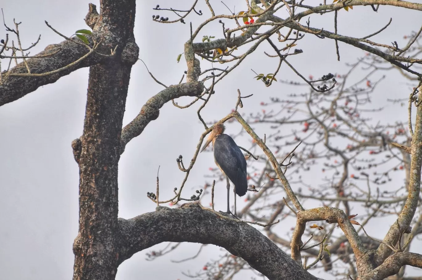 Photo of Kaziranga National Park By Sujoy Biswas