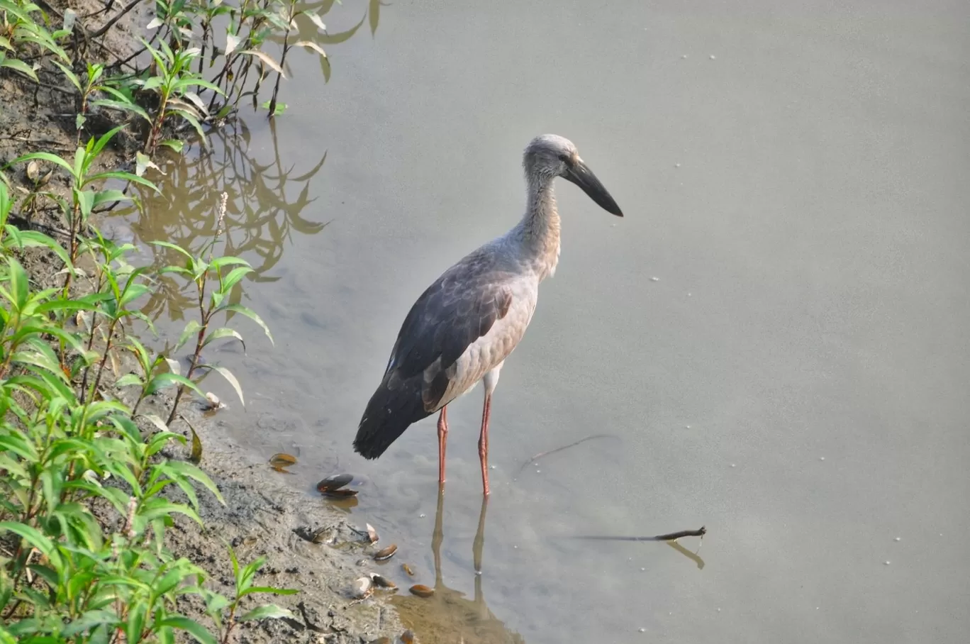 Photo of Kaziranga National Park By Sujoy Biswas