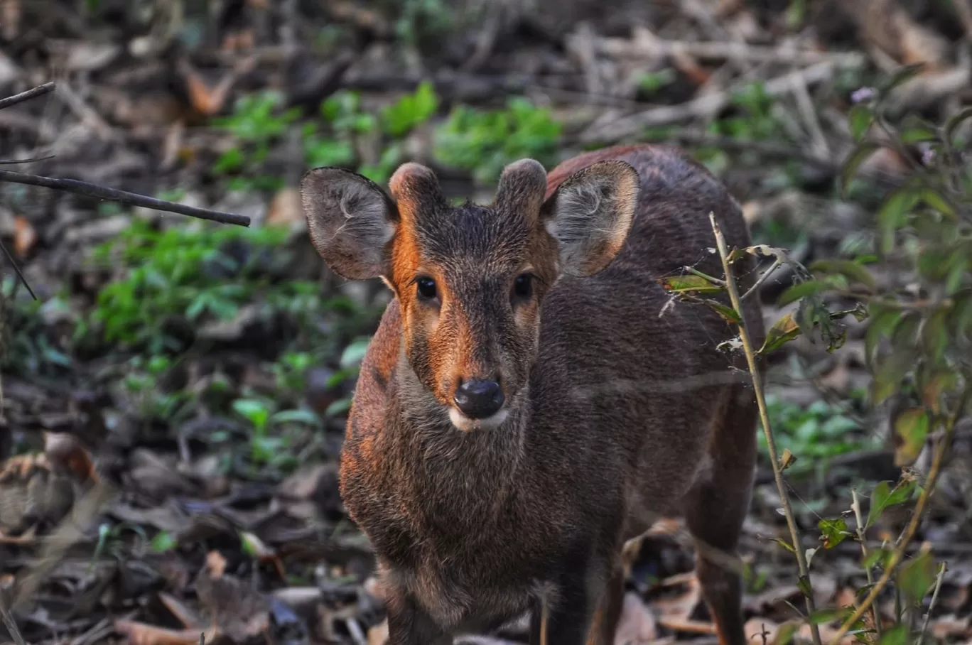 Photo of Kaziranga National Park By Sujoy Biswas