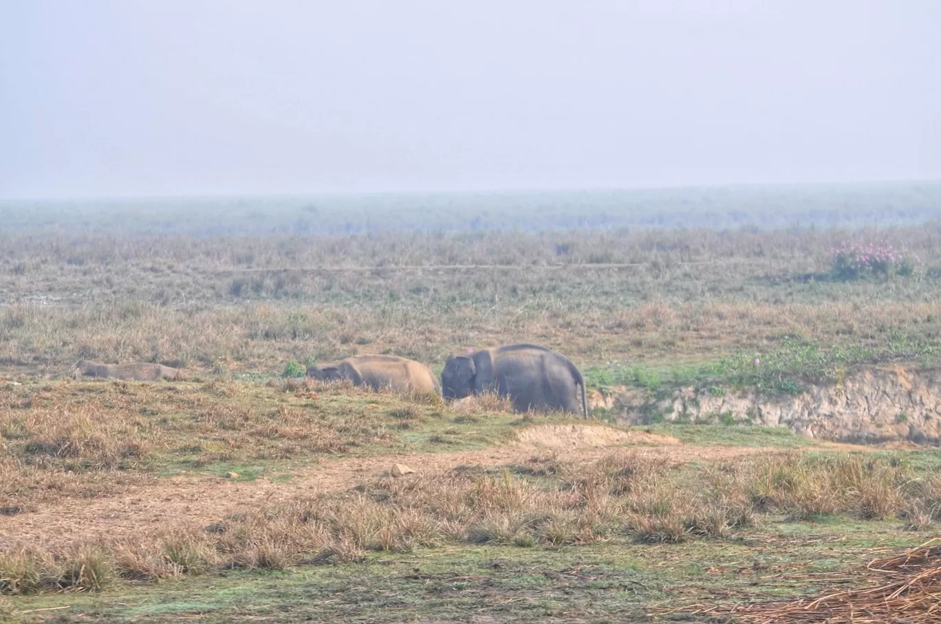 Photo of Kaziranga National Park By Sujoy Biswas