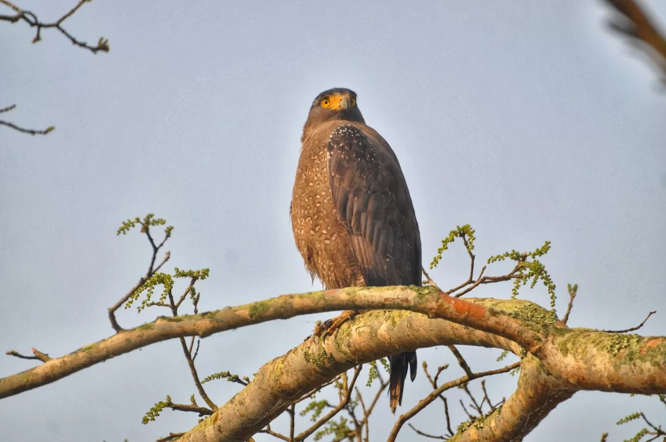 Photo of Kaziranga National Park By Sujoy Biswas