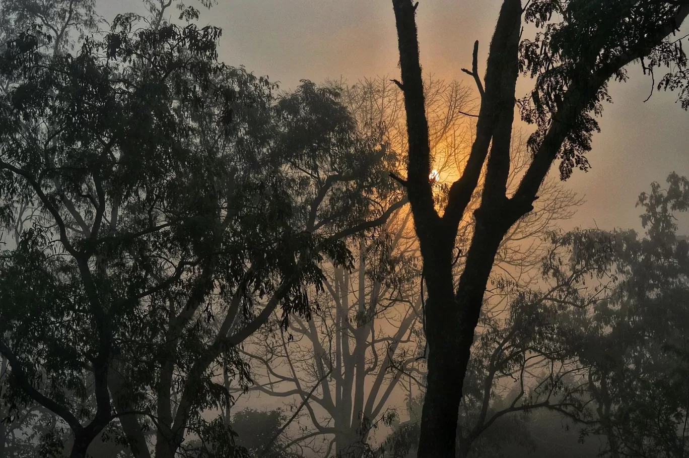 Photo of Kaziranga National Park By Sujoy Biswas