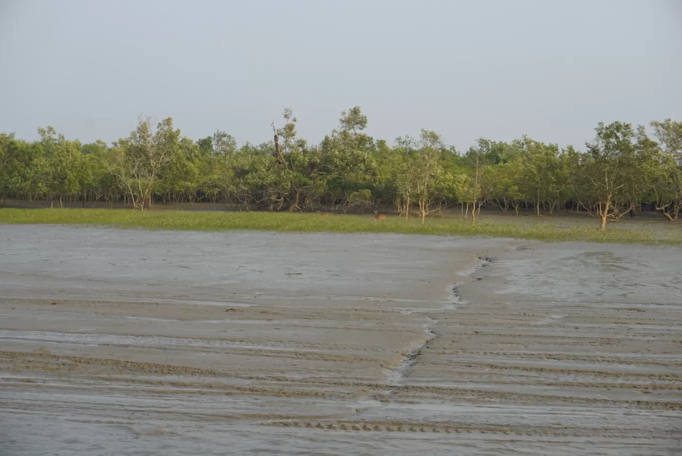 Photo of Sundarbans By nikitasuthar