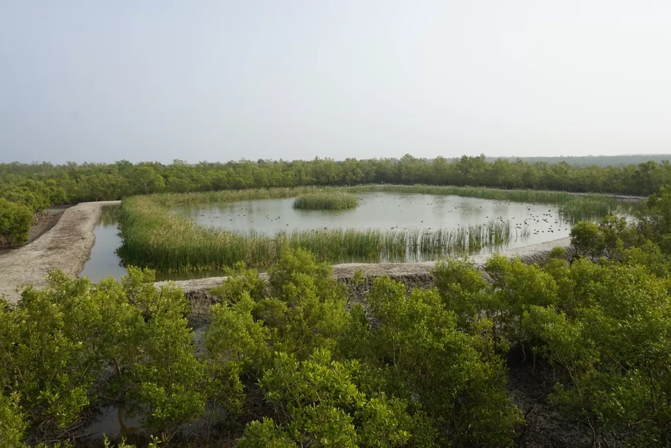 Photo of Sundarbans By nikitasuthar