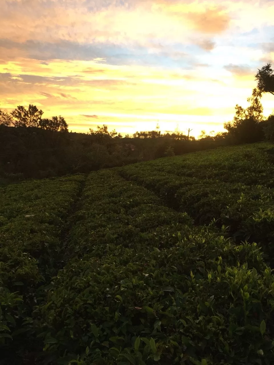 Photo of Kotagiri By Jyoti Chhajer
