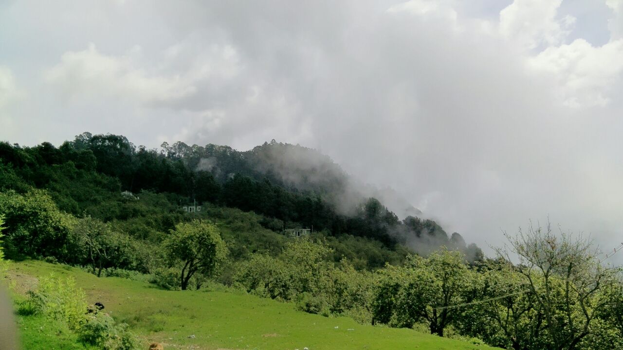 Photo of There's no wifi in the forest but I promise you will find a better connection :) By Leyona Noronha