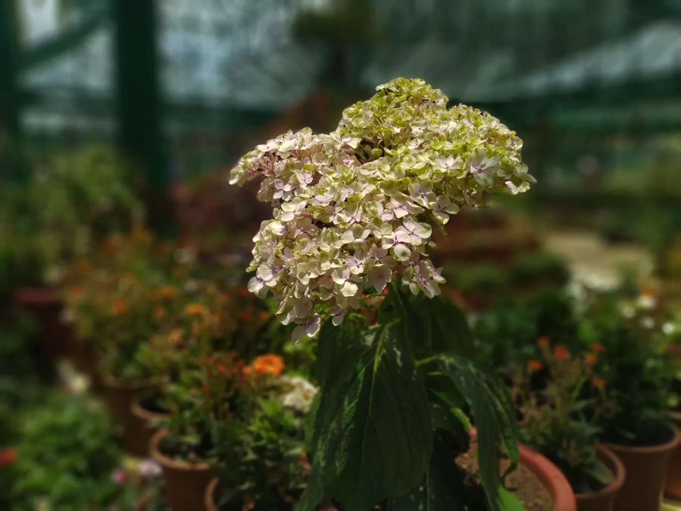 Photo of Ooty By Fenrir