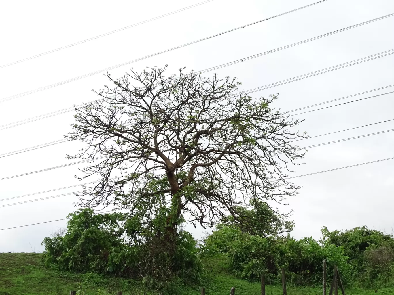 Photo of Virar By Nupur Agrawal