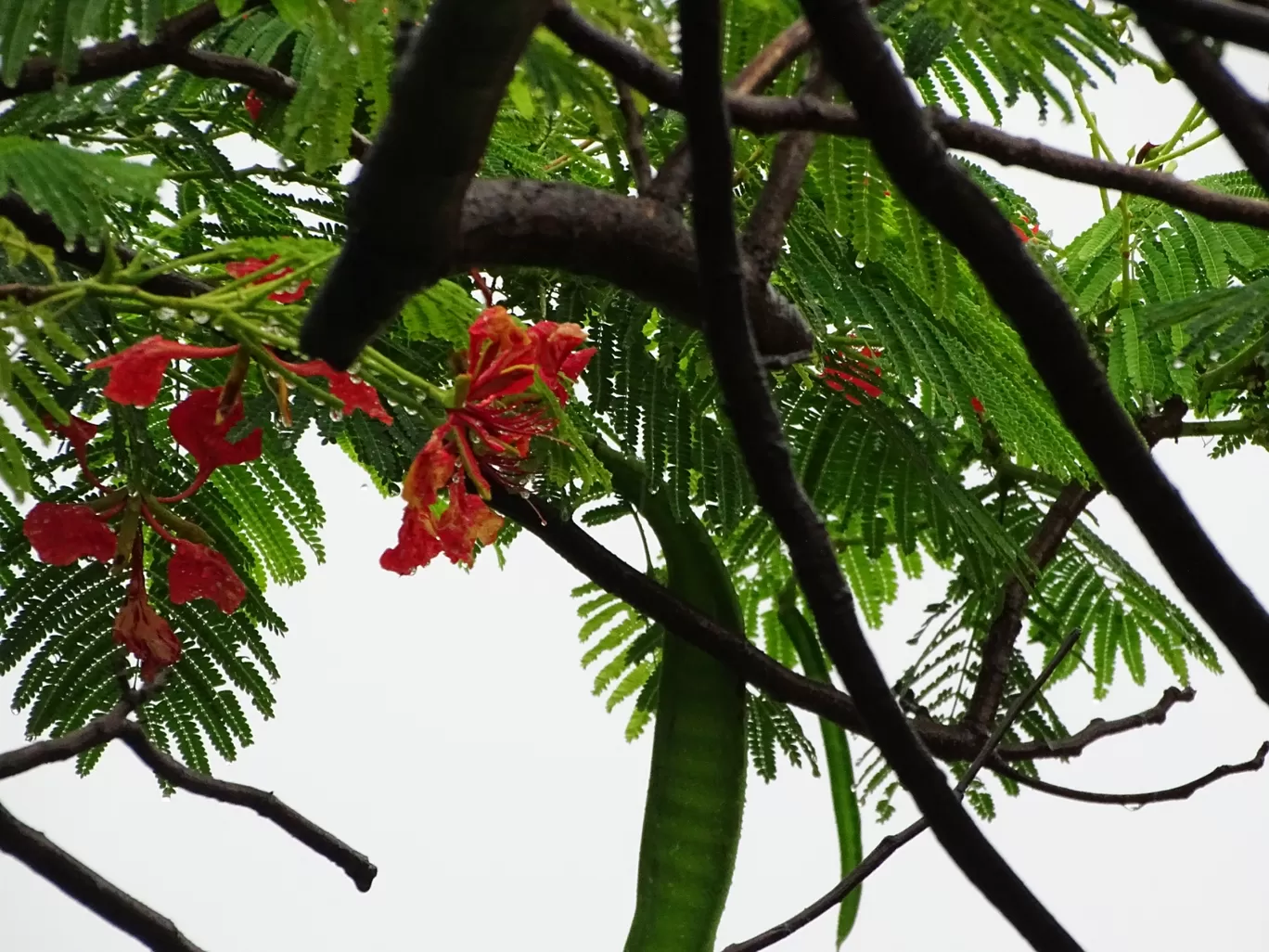 Photo of Virar By Nupur Agrawal