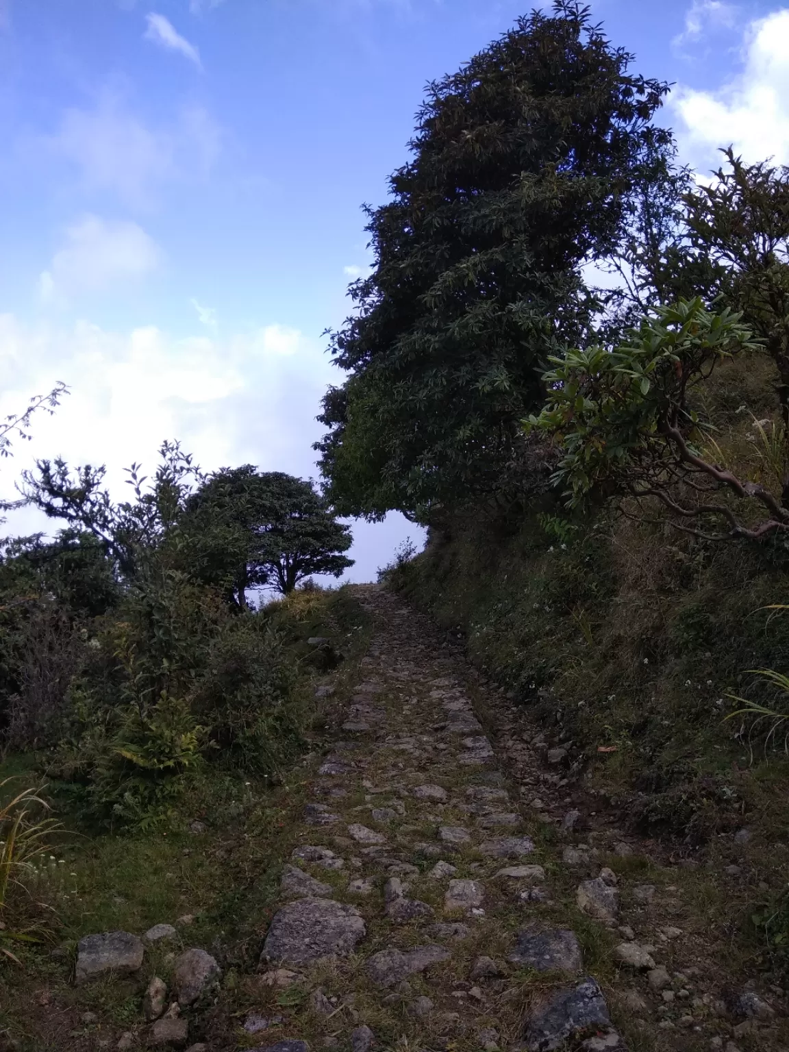 Photo of Sandakphu By Roaming Bugs