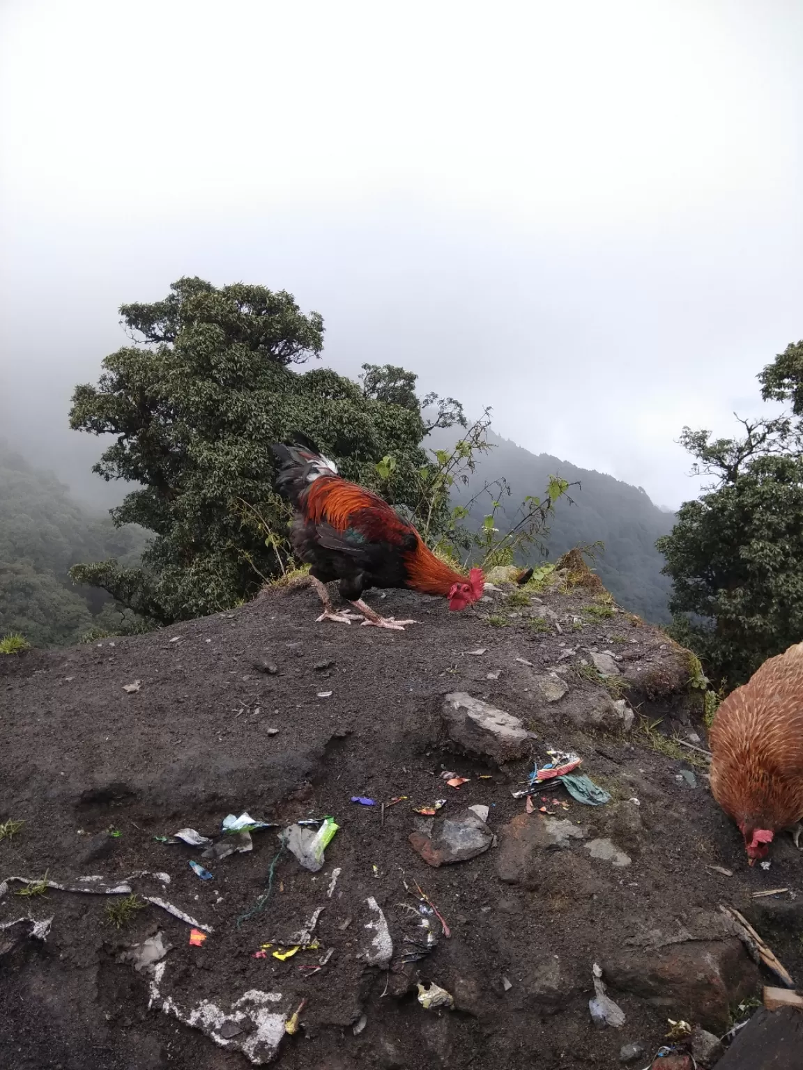 Photo of Sandakphu By Roaming Bugs