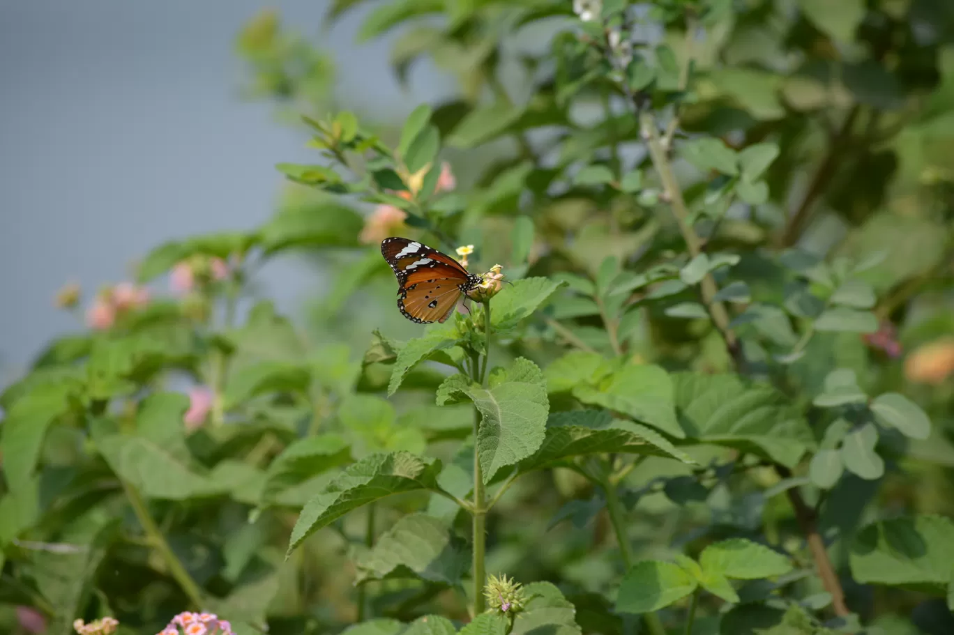 Photo of Okhla Bird Sanctuary By Pooja Runija