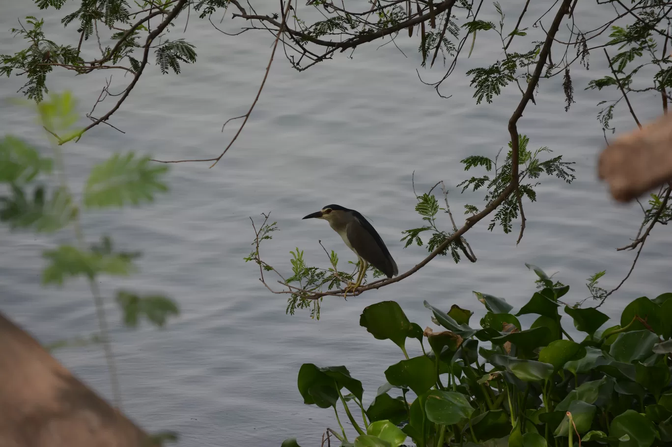 Photo of Okhla Bird Sanctuary By Pooja Runija