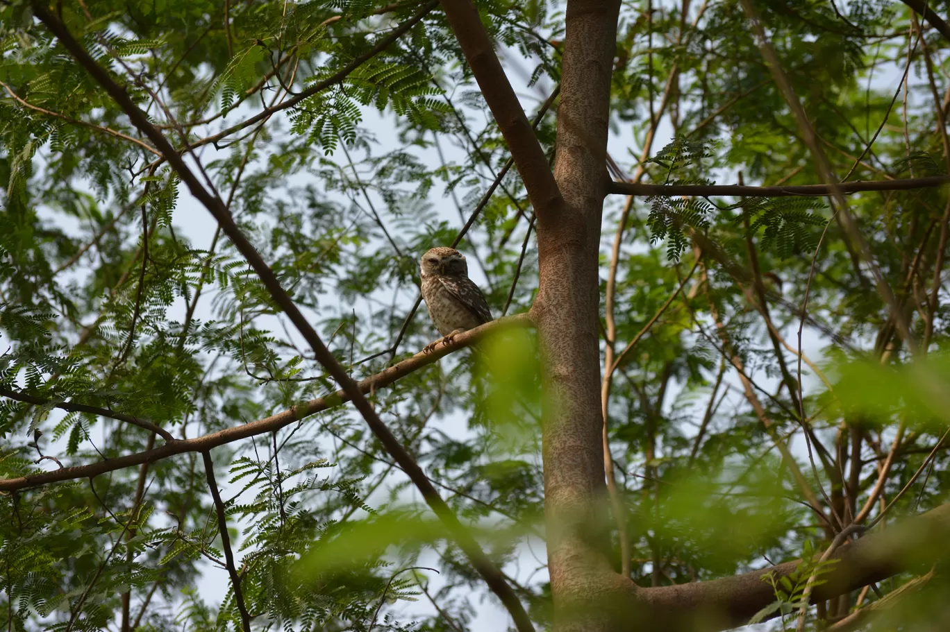 Photo of Okhla Bird Sanctuary By Pooja Runija