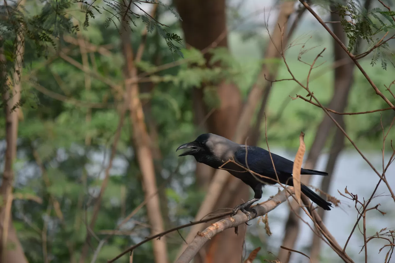 Photo of Okhla Bird Sanctuary By Pooja Runija