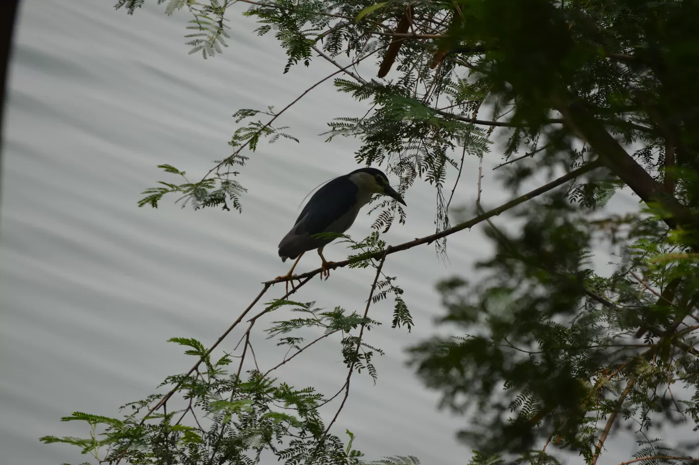 Photo of Okhla Bird Sanctuary By Pooja Runija