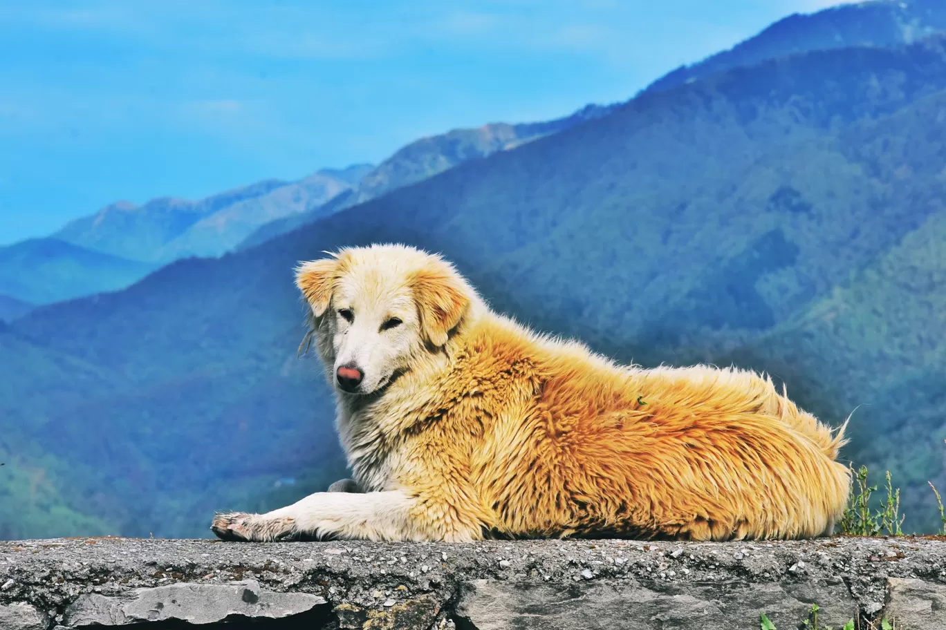 Photo of Dharamshala By Jalam Rathore