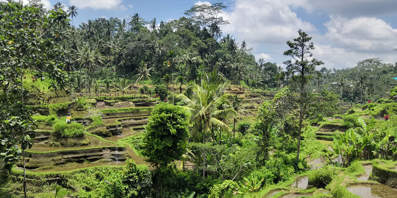 Photo of Tegalalang Rice Terrace By Offbeat Hippie