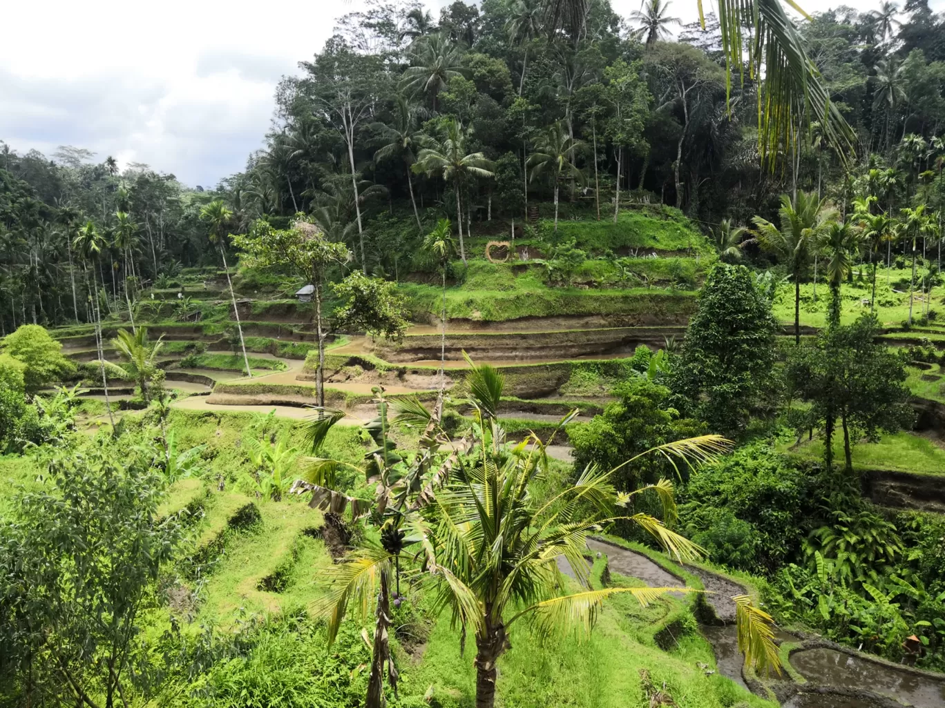 Photo of Tegalalang Rice Terrace By Offbeat Hippie