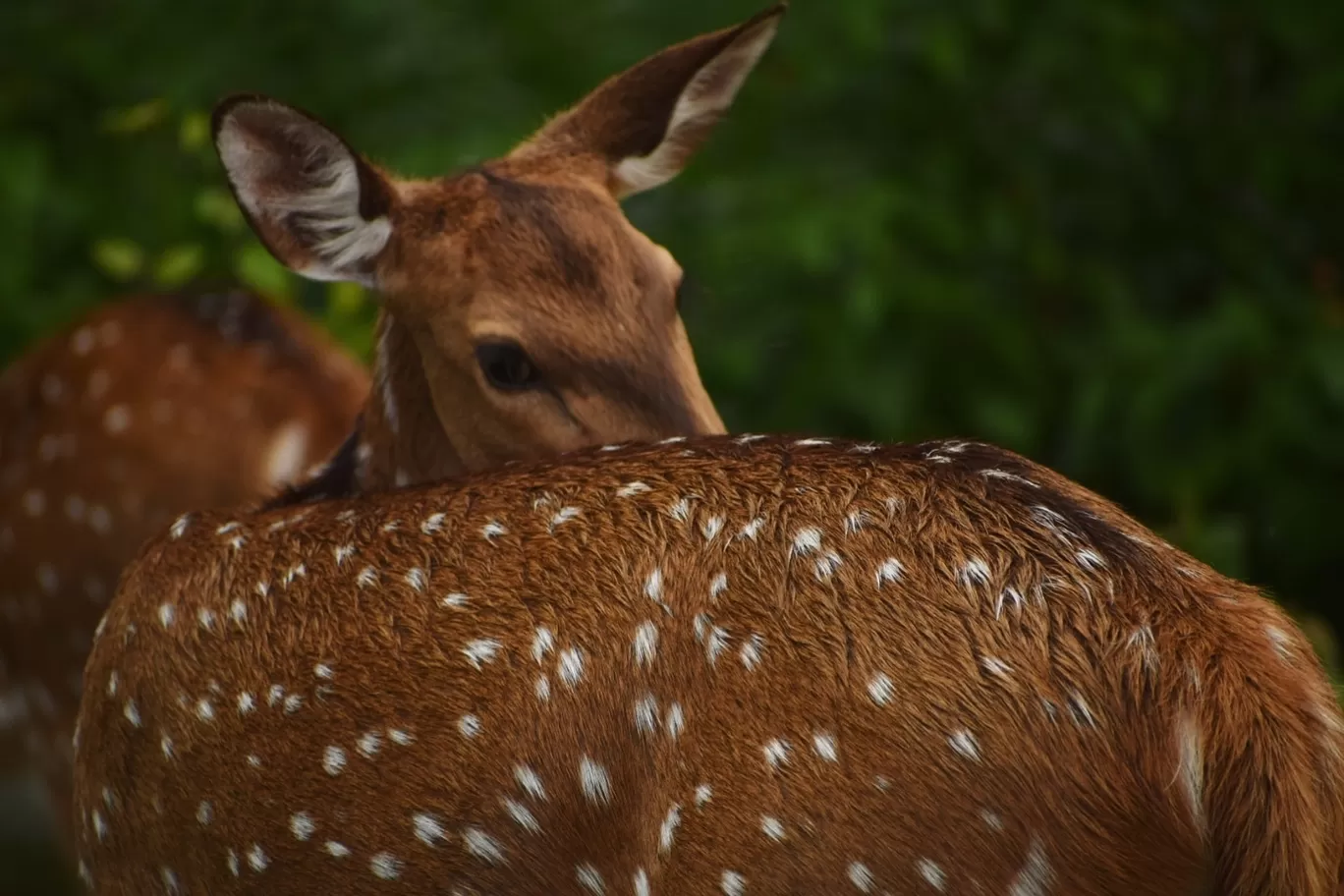 Photo of Bandipur National Park By Prateek Gupta
