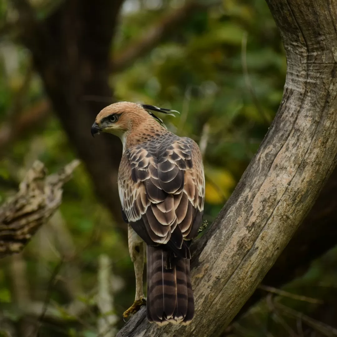 Photo of Bandipur National Park By Prateek Gupta