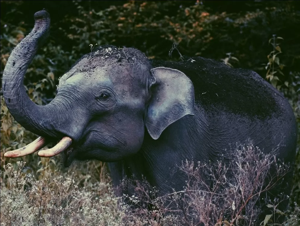 Photo of Bandipur National Park By Prateek Gupta