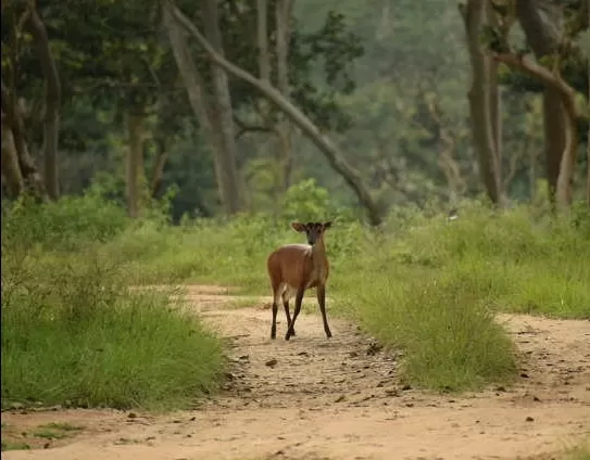 Photo of Bandipur National Park By Prateek Gupta