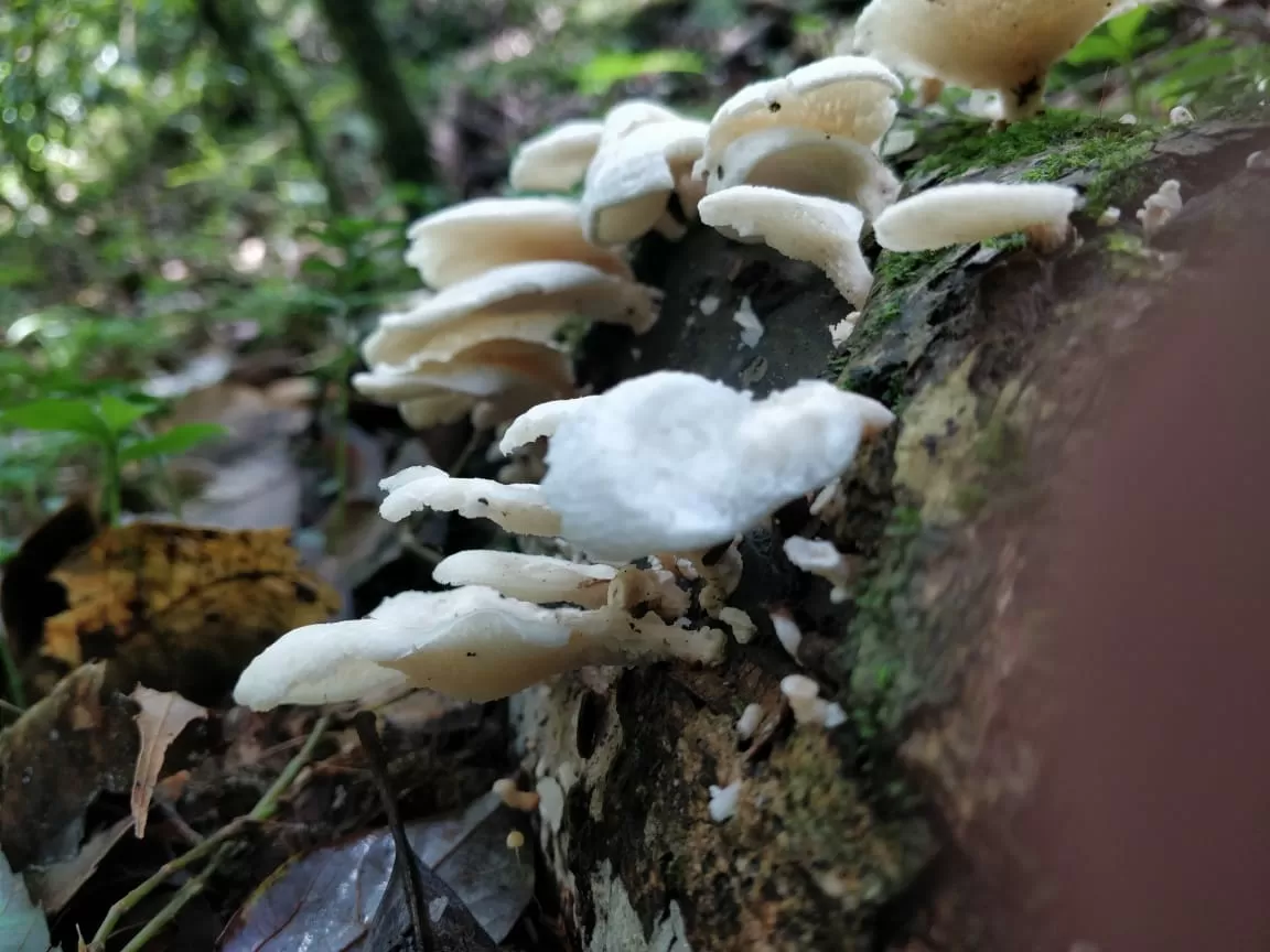 Photo of Mawphlang Sacred Grove By Shilpi Nagpal