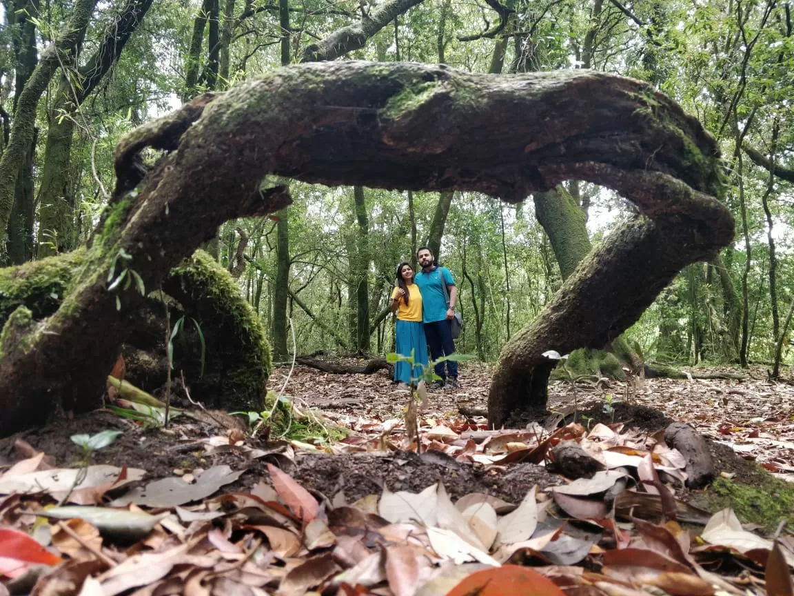 Photo of Mawphlang Sacred Grove By Shilpi Nagpal