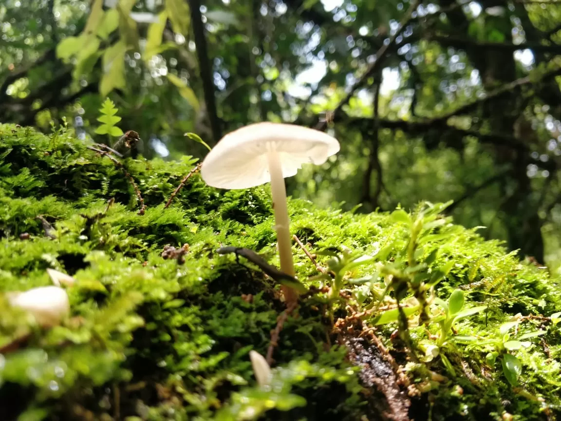Photo of Mawphlang Sacred Grove By Shilpi Nagpal