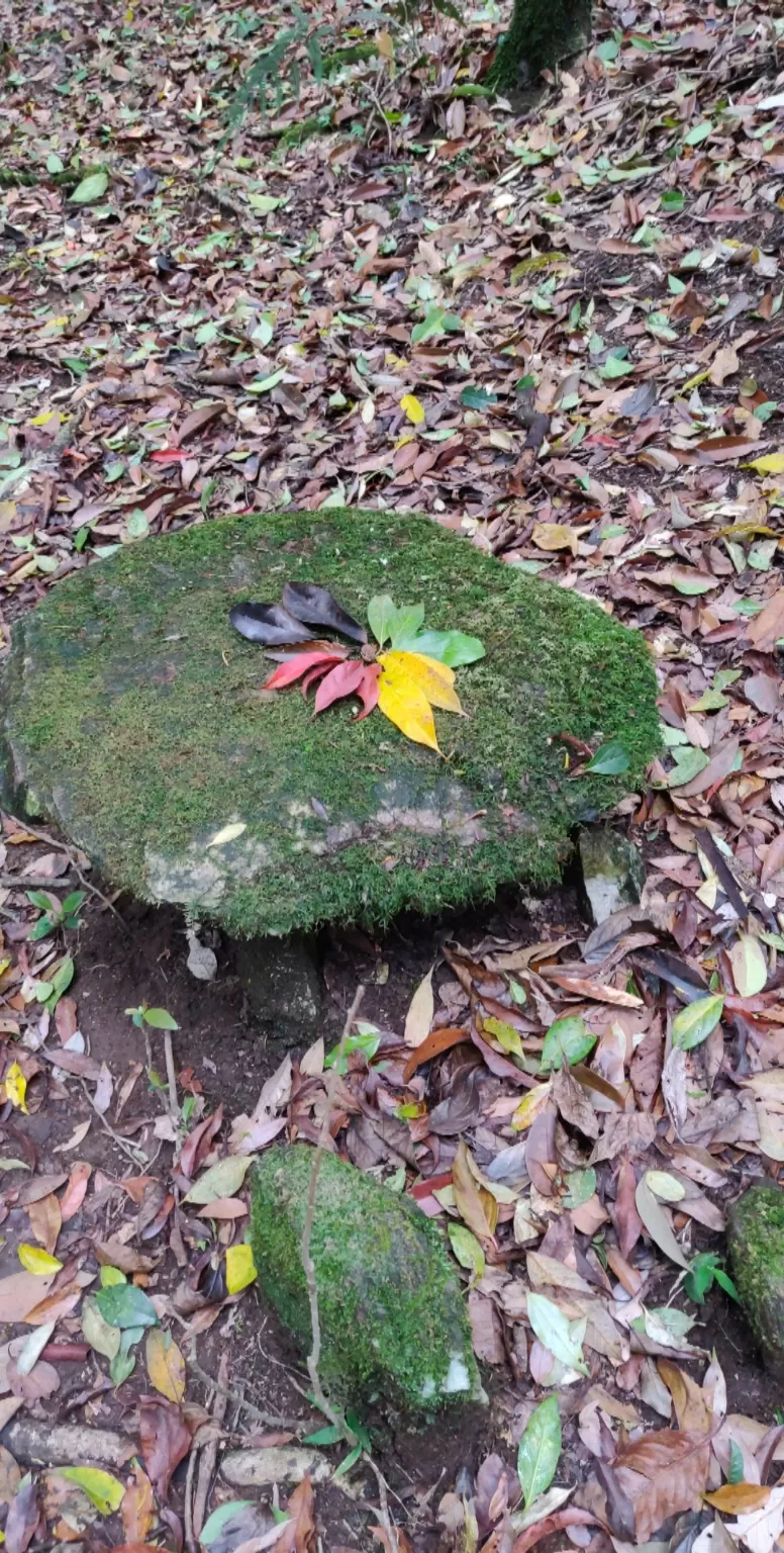 Photo of Mawphlang Sacred Grove By Shilpi Nagpal