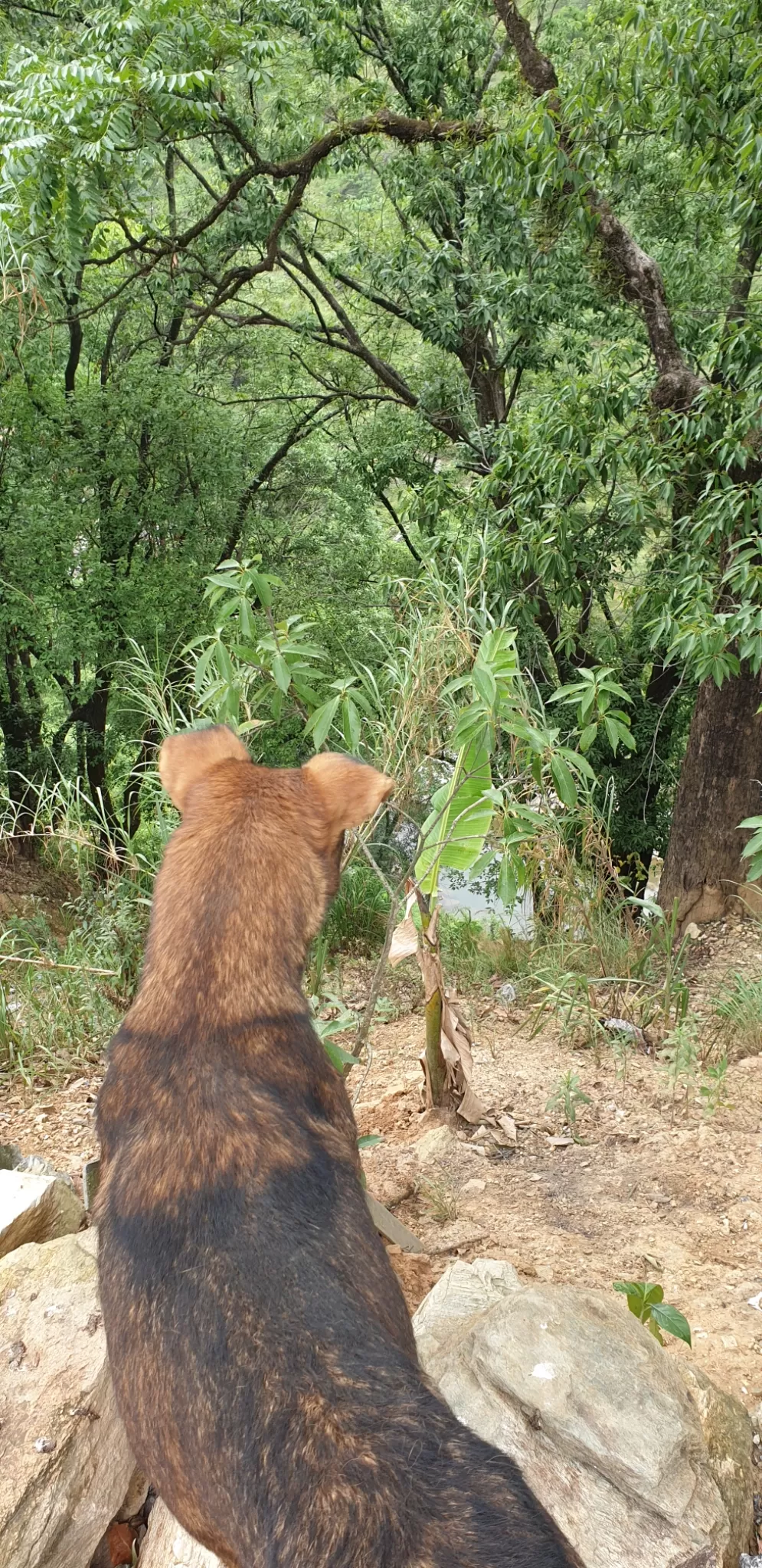 Photo of Munsyari By Ritika Gupta