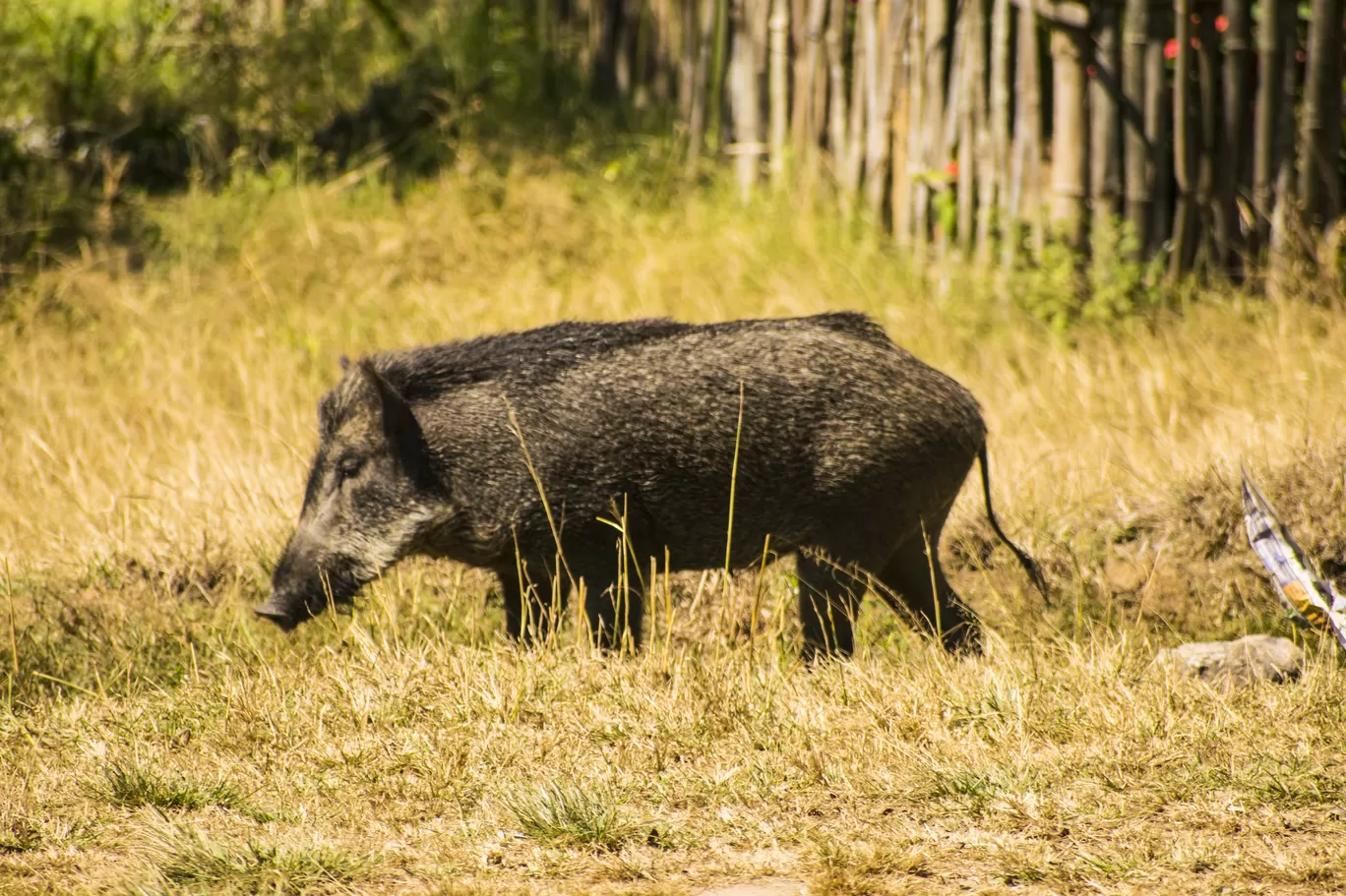 Photo of Bandipur By Aprajita Parkash