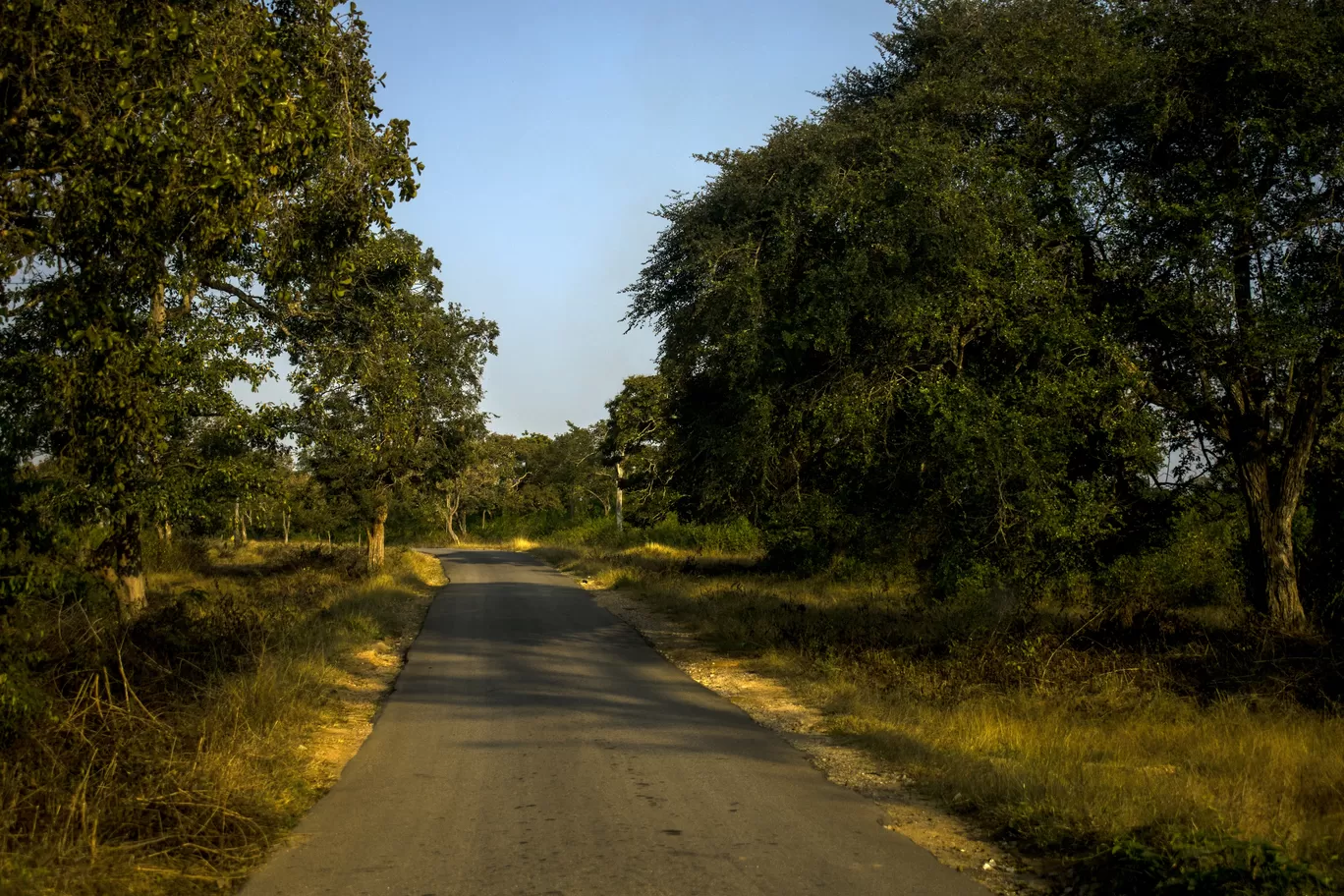 Photo of Bandipur By Aprajita Parkash