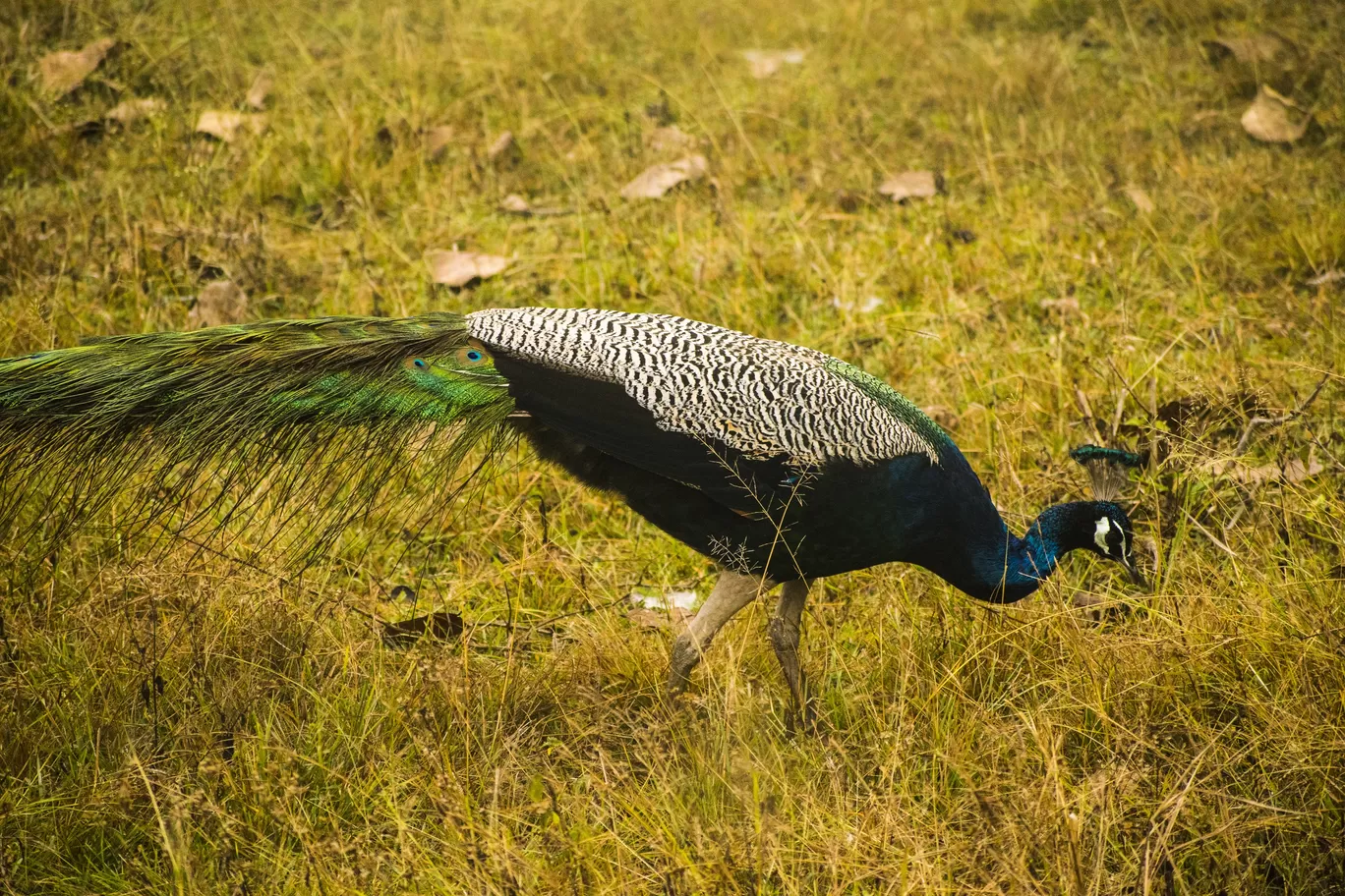 Photo of Bandipur By Aprajita Parkash