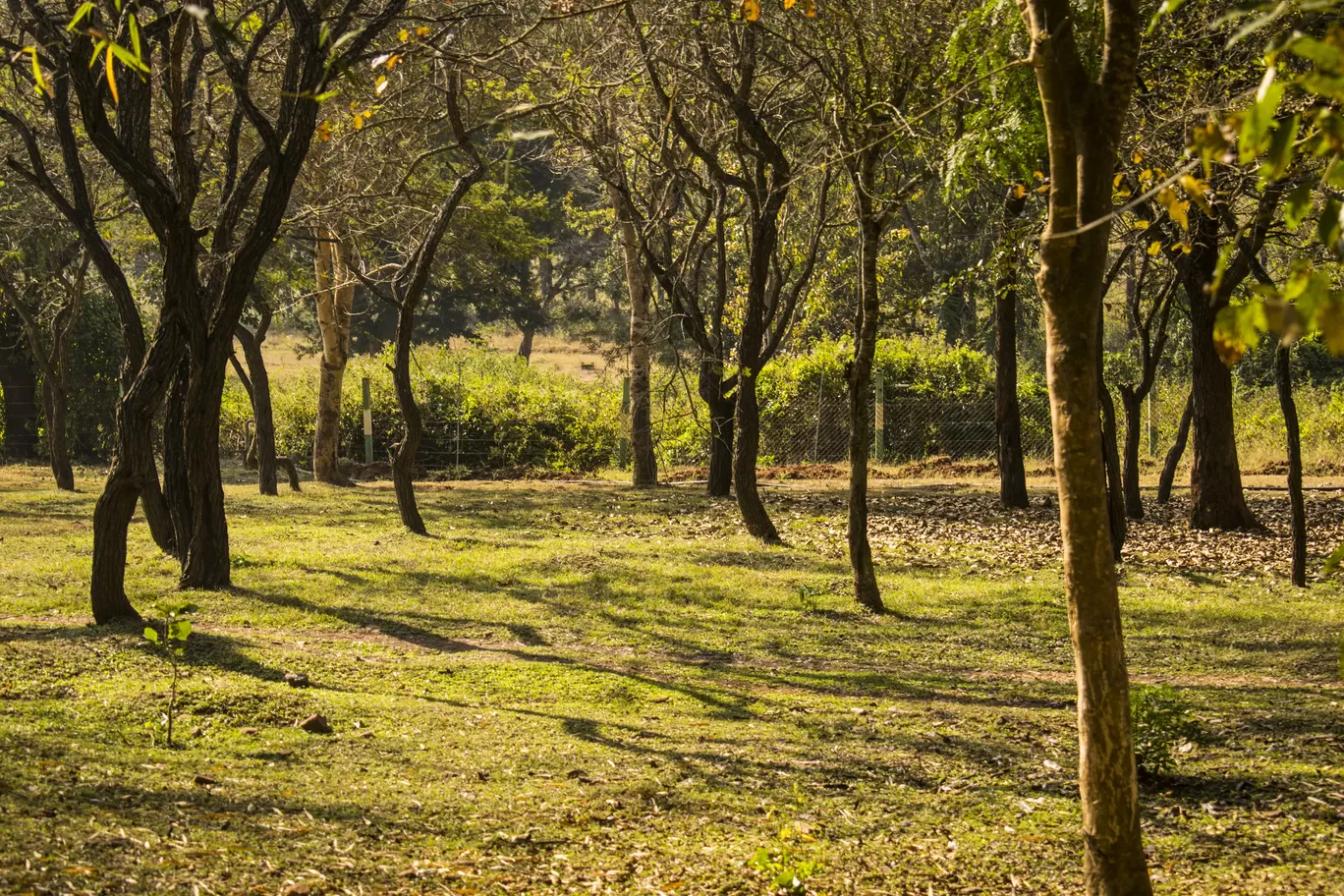 Photo of Bandipur By Aprajita Parkash