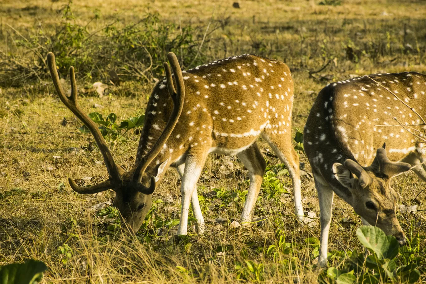 Photo of Bandipur By Aprajita Parkash