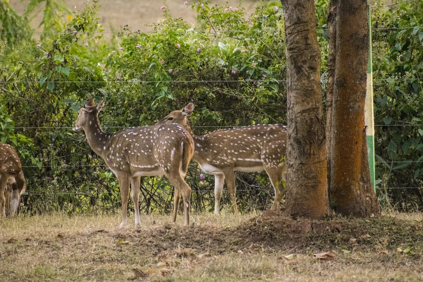 Photo of Bandipur By Aprajita Parkash