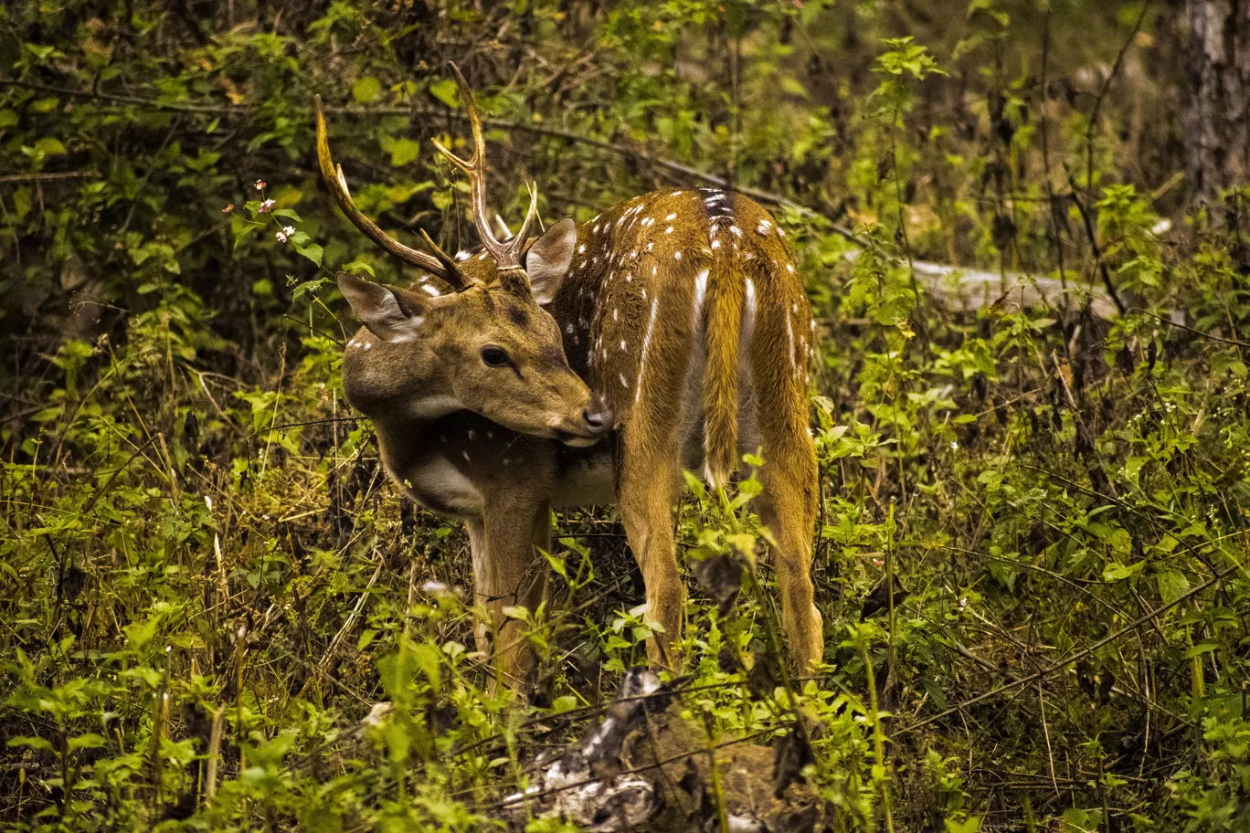 Photo of Bandipur By Aprajita Parkash