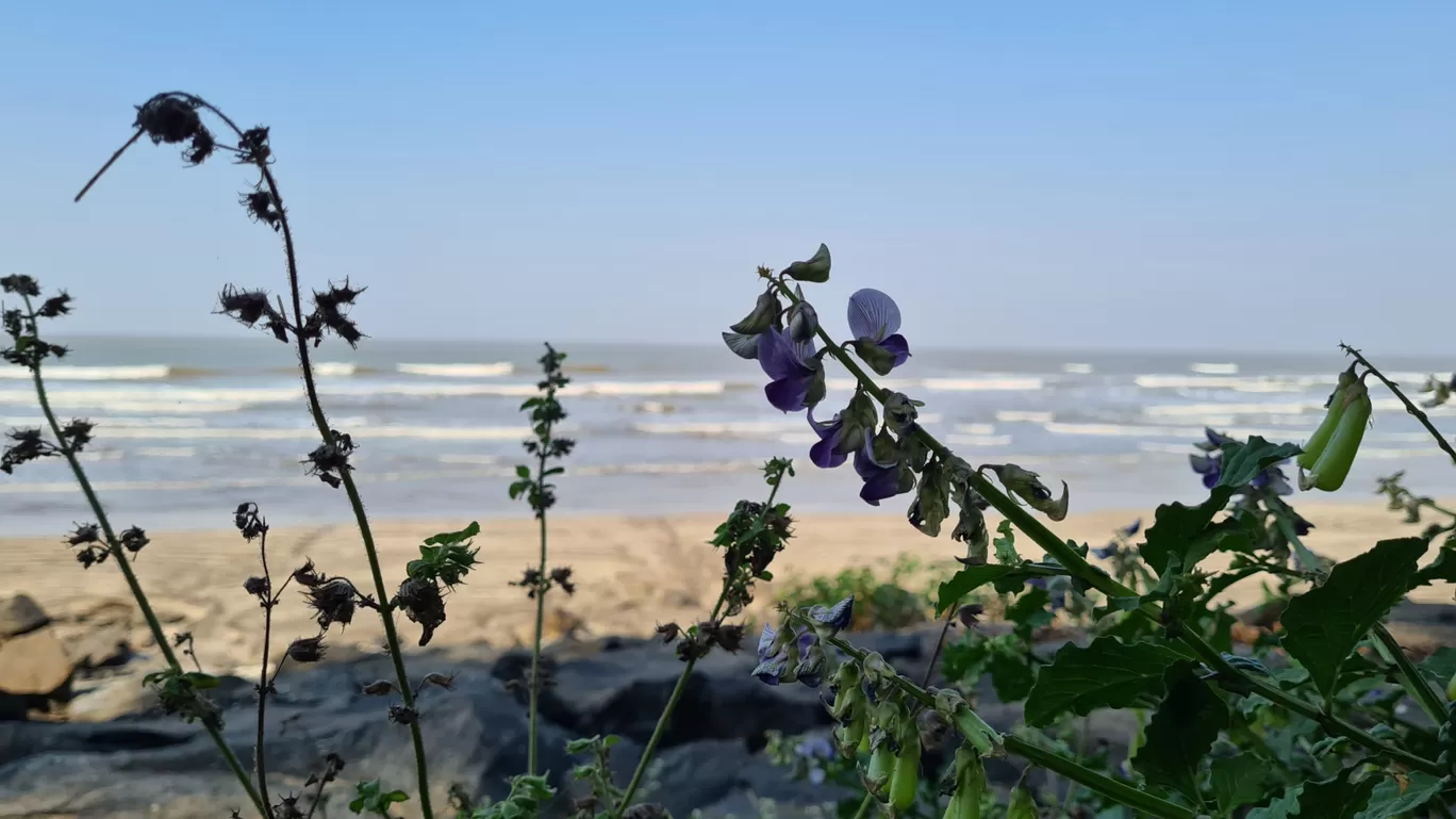 Photo of Alibag By Wandering Monk