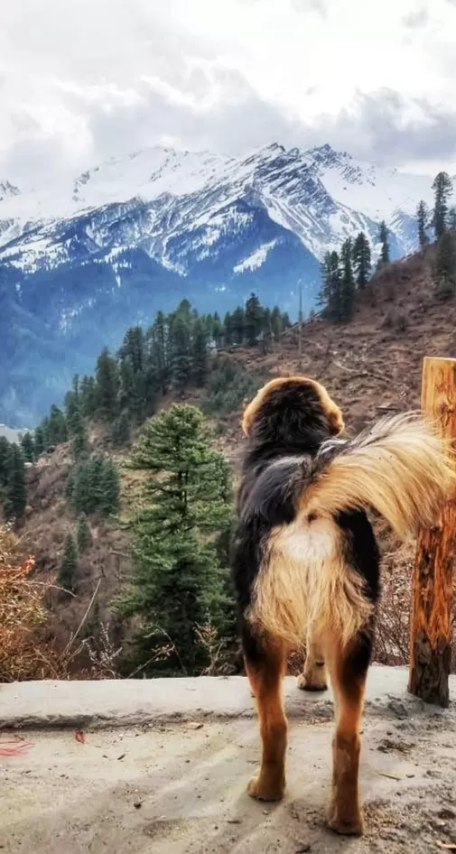 Photo of Himachal Pradesh By Niyati Vashishth