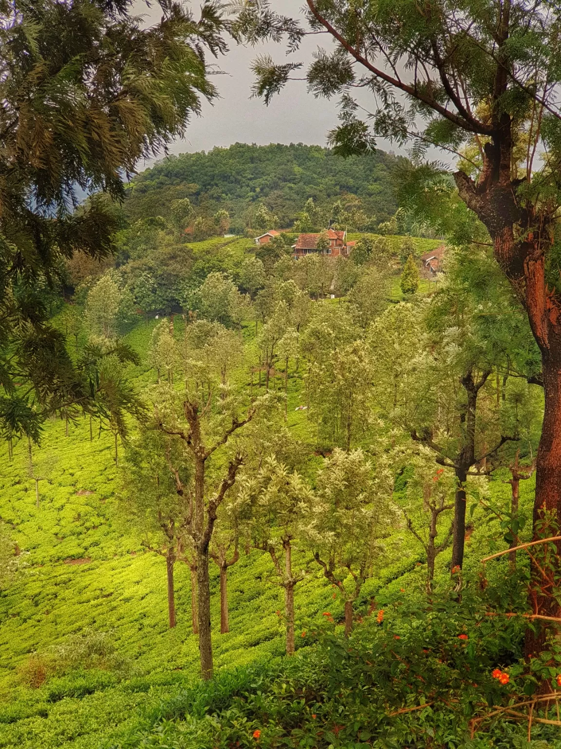 Photo of Coonoor Tea Estate By Avijit Sharma