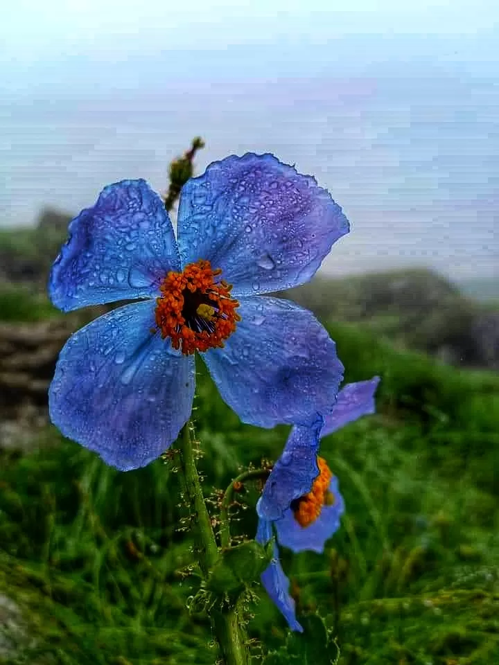 Photo of Himalayas By यशपाल सिंह दानू