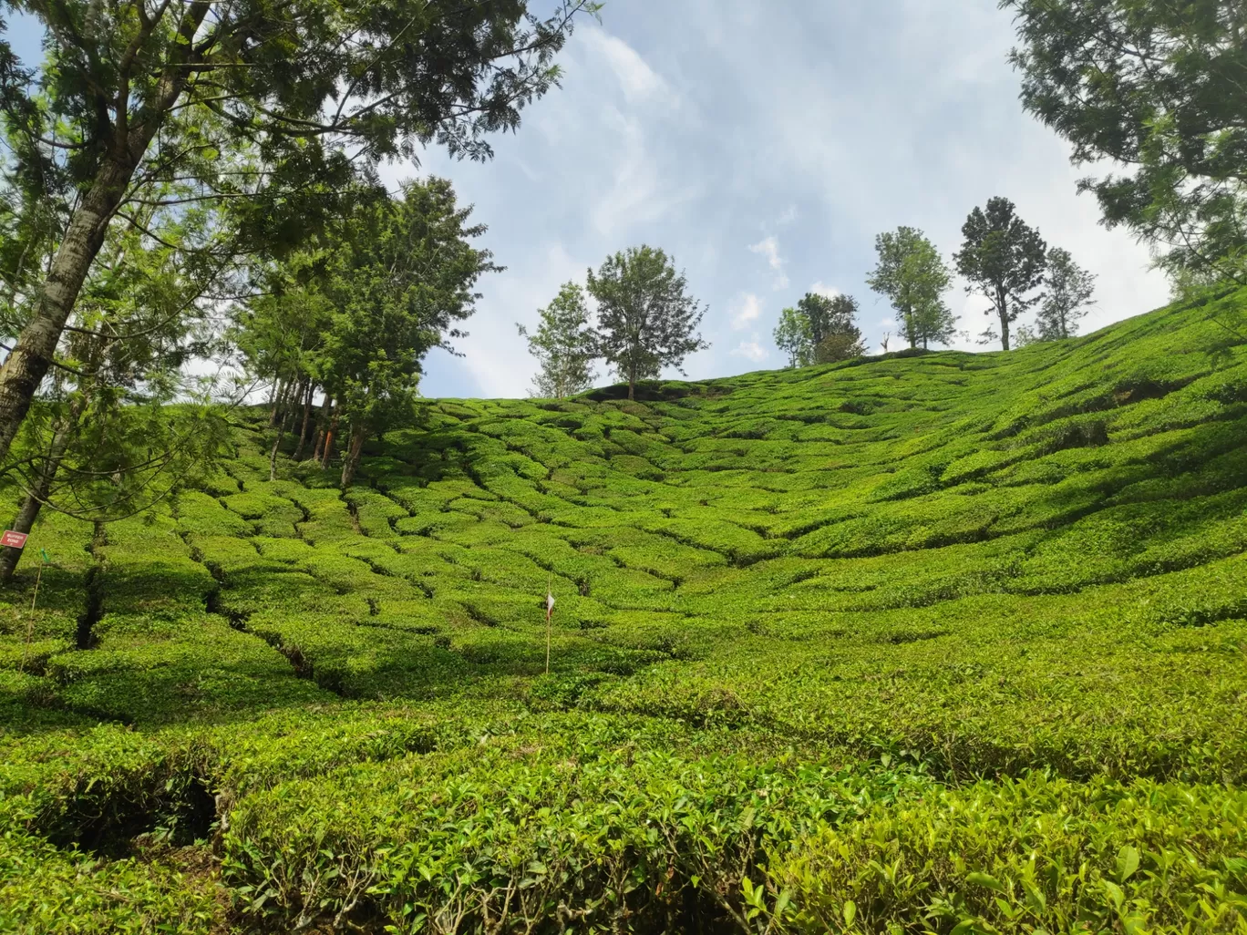 Photo of Munnar By sonia patel