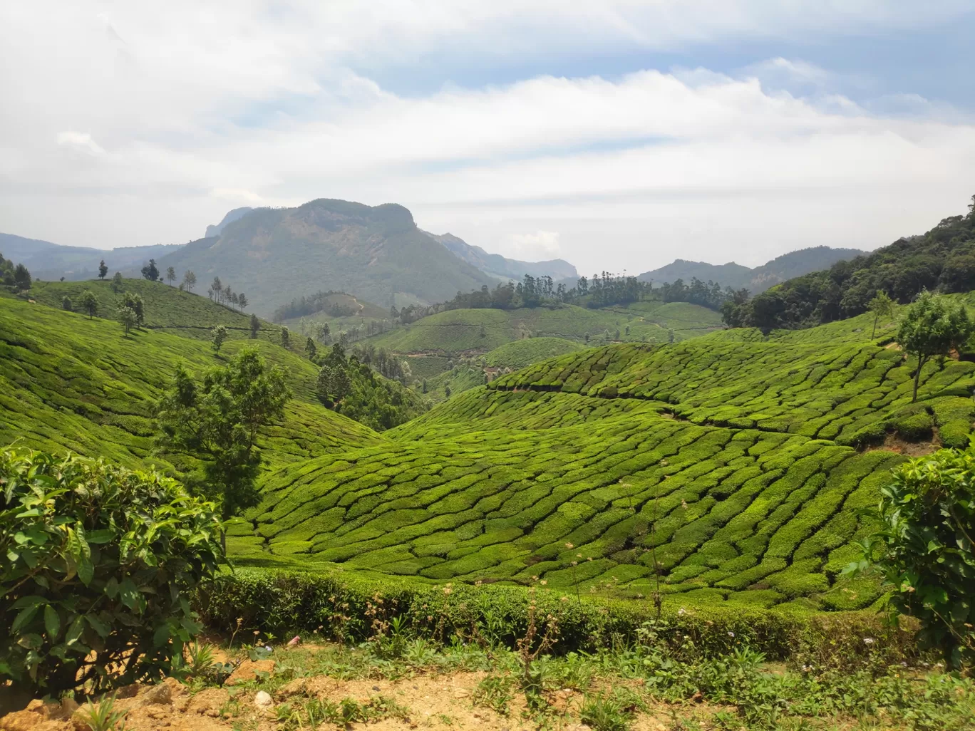 Photo of Munnar By sonia patel